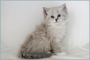 Male Siberian Kitten from Deedlebug Siberians